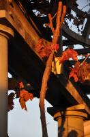 Autumn colors in Huntington Gardens