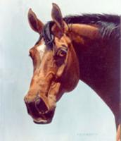 Trakehner Stallion
