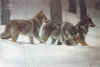 Wolves in Winter