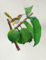Stealer, bird on guava