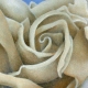 Macro Cream Rose