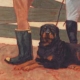 Champion Rottweiler at a Horse Show