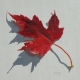 Maple Leaf, Red 2