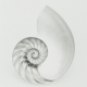 Chambered Nautilus